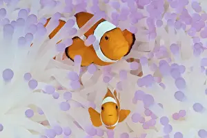 Indonesia, Papua, Raja Ampat. Two anemonefish in protective anemone
