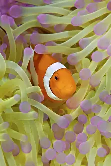 Indonesia, Papua, Raja Ampat. Anemonefish in protective anemone tentacles. Credit as