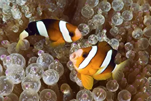 Indonesia Gallery: Indonesia, Papua, Raja Ampat. Two anemonefish swim among poisonous anemone for protection