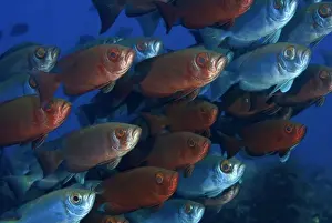 Raja Ampat Prints: Indonesia, Papua, Raja Ampat. These bigeye fish can change their color hue at will