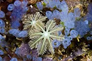 Raja Ampat Prints: Indonesia, Papua, Raja Ampat. Bluebell tunicates and soft corals