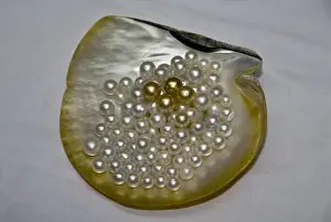 Large Group Of Objects Prints: Indonesia, Papua, Raja Ampat. Cendana pearls from a pearl farm in Aljui Bay. Credit as