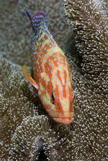 Indonesia Collection: Indonesia, Papua, Raja Ampat. Close-up of colorful coral trout or grouper. Credit as