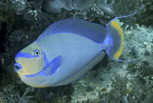 Indonesia, Papua, Raja Ampat. Close-up of colorful surgeonfish