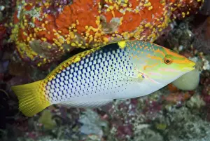 Indonesia Prints: Indonesia, Papua, Raja Ampat. Close-up of colorful wrasse