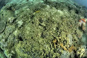 Indonesia, Papua, Raja Ampat. Close-up of damaged reef