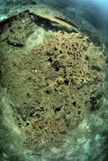 Raja Ampat Prints: Indonesia, Papua, Raja Ampat. Close-up of damaged reef