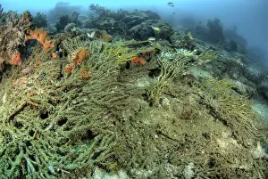 Images Dated 17th February 2010: Indonesia, Papua, Raja Ampat. Close-up of damaged reef
