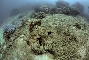 Images Dated 17th February 2010: Indonesia, Papua, Raja Ampat. Close-up of damaged reef