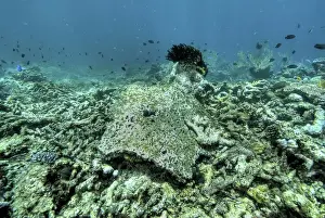 Images Dated 5th March 2010: Indonesia, Papua, Raja Ampat. Close-up of damaged reef