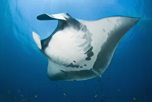 Indonesia Collection: Indonesia, Papua, Raja Ampat. Close-up of manta rays underside