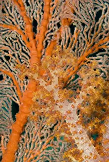 Raja Ampat Prints: Indonesia, Papua, Raja Ampat. Close-up of orange sea fan under tree coral