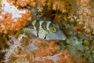 Images Dated 11th March 2010: Indonesia, Papua, Raja Ampat. Close-up of pufferfish