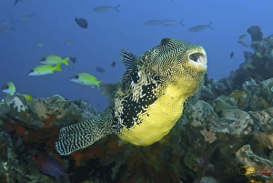 Raja Ampat Prints: Indonesia, Papua, Raja Ampat. Close-up of pufferfish