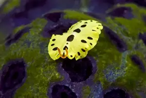 Raja Ampat Prints: Indonesia, Papua, Raja Ampat. Close-up of recently discovered flatworm thought to