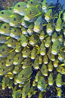 Indonesia, Papua, Raja Ampat. Close-up of schooling sweetlip fish