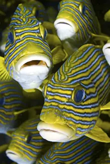 Indonesia, Papua, Raja Ampat. Close-up of schooling sweetlip fish