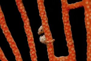 Raja Ampat Prints: Indonesia, Papua, Raja Ampat. Close-up of the worlds smallest seahorse. Credit as