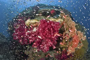 Anthia Prints: Indonesia, Papua, Raja Ampat. Colorful corals on reef