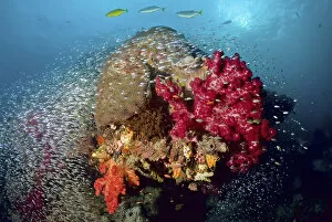 Indonesia Gallery: Indonesia, Papua, Raja Ampat. Colorful reef scenic