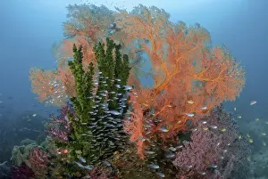 Indonesia, Papua, Raja Ampat. Colorful reef scenic