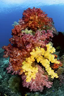 Indonesia Collection: Indonesia, Papua, Raja Ampat. Colorful soft corals on reef