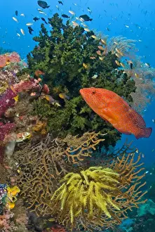 Indonesia Prints: Indonesia, Papua, Raja Ampat. Coral trout swims past reef