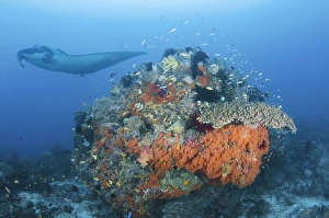 Diving Prints: Indonesia, Papua, Raja Ampat, Dampier Strait. Manta ray near coral formation. Credit as