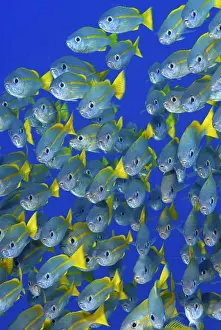 Indonesia, Papua, Raja Ampat. Front fiew of schooling snapper fish