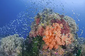 Images Dated 6th February 2013: Indonesia, Papua, Raja Ampat. Fish schooling around coral reef
