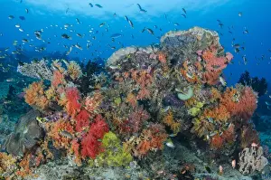 Images Dated 19th February 2013: Indonesia, Papua, Raja Ampat. Fish schooling around coral reef
