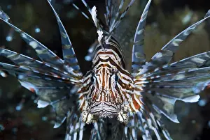 Indonesia Prints: Indonesia, Papua, Raja Ampat. Frontal close-up of poisonous scorpionfish. Credit as
