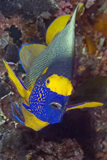 Indonesia Collection: Indonesia, Papua, Raja Ampat. Frontal view of angelfish