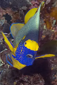 Indonesia, Papua, Raja Ampat. Frontal view of angelfish