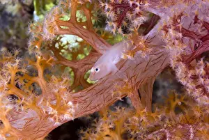 Indonesia, Papua, Raja Ampat. Goby fish have symbiosis with soft corals. Credit as