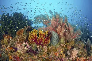 Indonesia Collection: Indonesia, Papua, Raja Ampat, Misool. Scenic of diverse reef life