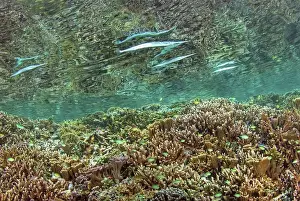 Raja Ampat Prints: Indonesia, Papua, Raja Ampat. Needlefish feed near the surface above a reef. Credit as