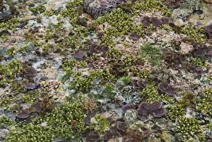 Indonesia Prints: Indonesia, Papua, Raja Ampat. This photo was taken at very low tide. The corals