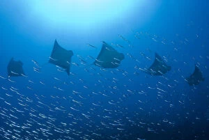 Indonesia Gallery: Indonesia, Papua, Raja Ampat. Five rays swim past baitfish
