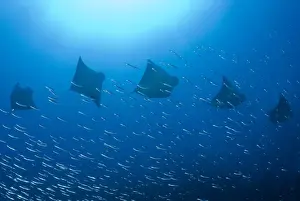 Indonesia Prints: Indonesia, Papua, Raja Ampat. Five rays swim past baitfish
