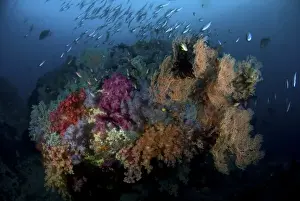 Raja Ampat Prints: Indonesia, Papua, Raja Ampat. Scenic of coral and schooling fish