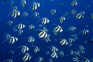 Indonesia Gallery: Indonesia, Papua, Raja Ampat. Schooling bannerfish