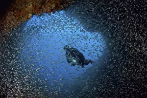 Indonesia, Papua, Raja Ampat. Schooling baitfish and diver at cave entrance. Credit as