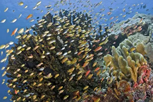 Indonesia Collection: Indonesia, Papua, Raja Ampat. Schooling fish swim past reef corals