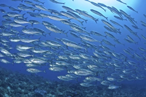 Raja Ampat Prints: Indonesia, Papua, Raja Ampat. Schooling scad fish, tuna look-alikes