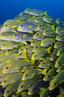 Raja Ampat Prints: Indonesia, Papua, Raja Ampat. Schooling swetlips fish