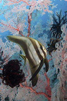 Images Dated 29th January 2011: Indonesia, Papua, Raja Ampat, SE Misool. Underwater scenic of fish and coral. Credit as
