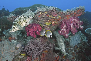 Indonesia, Papua, Raja Ampat, SE Misool. Underwater scenic of fish and coral. Credit as
