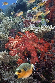 Images Dated 28th January 2011: Indonesia, Papua, Raja Ampat, SE Misool. Underwater scenic of fish and coral. Credit as