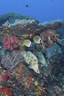 Images Dated 28th January 2011: Indonesia, Papua, Raja Ampat, SE Misool. Underwater scenic of fish and coral. Credit as